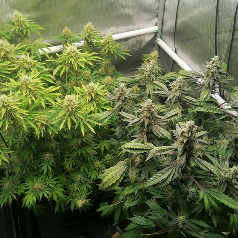 Black Domina #4 growlog timeline photo