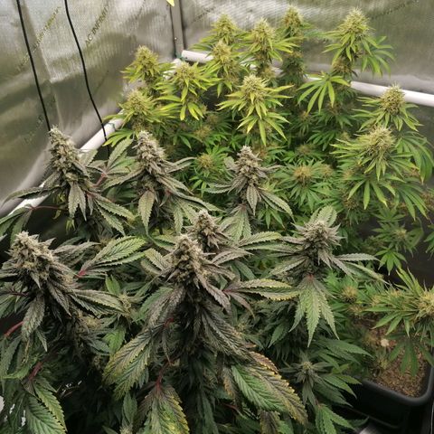 Black Domina #4 growlog timeline photo