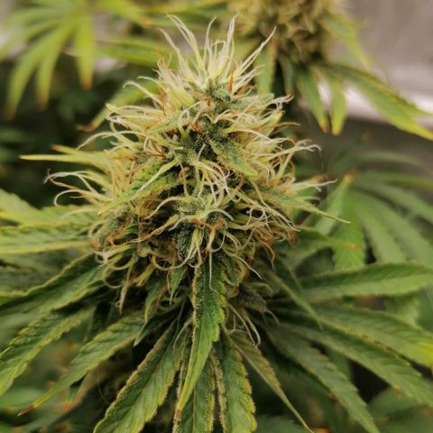 Black Domina #4 growlog timeline photo