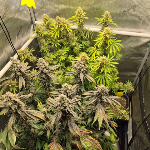 Black Domina #4 growlog timeline photo