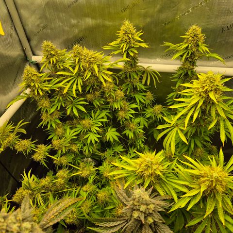 Black Domina #4 growlog timeline photo