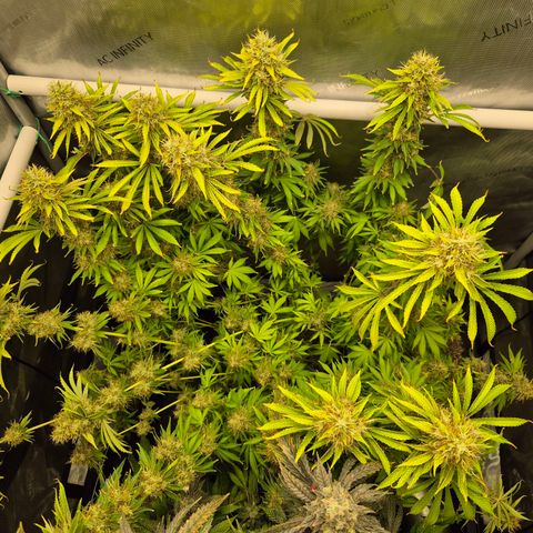 Black Domina #4 growlog timeline photo