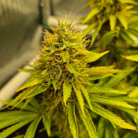 Black Domina #4 growlog timeline photo
