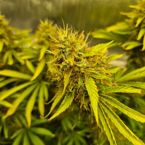 Black Domina #4 growlog timeline photo