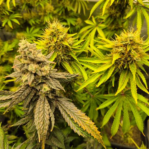 Black Domina #4 growlog timeline photo