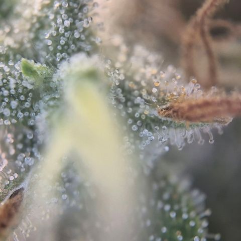 Black Domina #4 growlog timeline photo