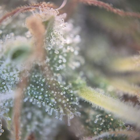 Black Domina #4 growlog timeline photo