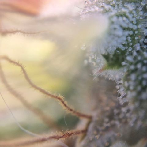 Black Domina #4 growlog timeline photo