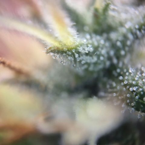 Black Domina #4 growlog timeline photo