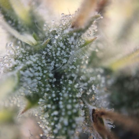 Black Domina #4 growlog timeline photo