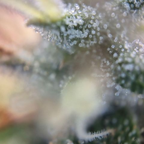 Black Domina #4 growlog timeline photo