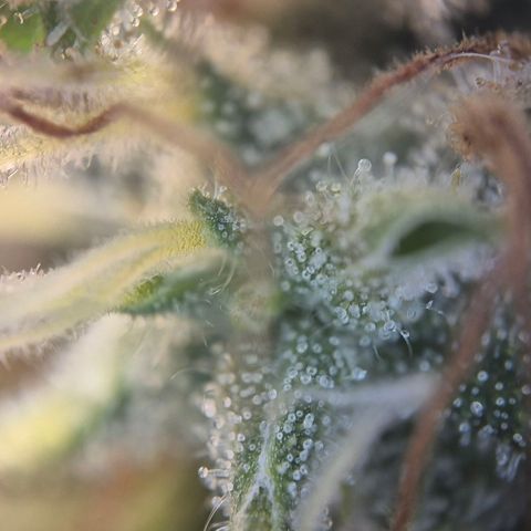 Black Domina #4 growlog timeline photo