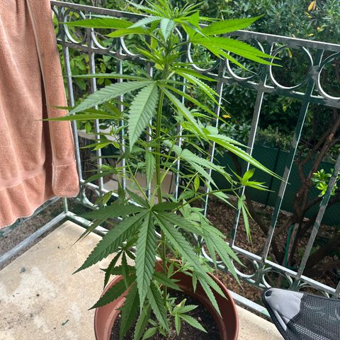 Judy  growlog timeline photo