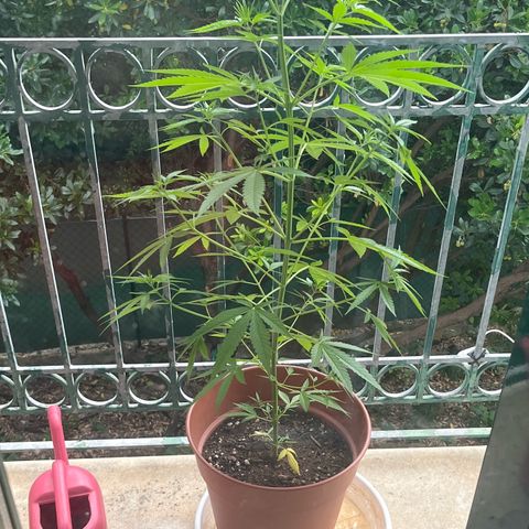 Judy  growlog timeline photo