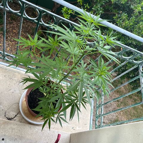 Judy  growlog timeline photo