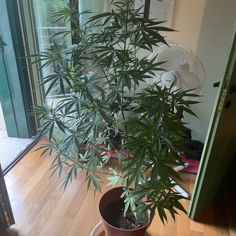 Judy  growlog timeline photo