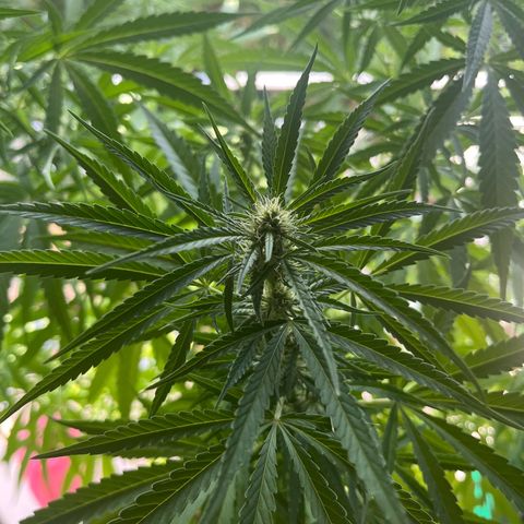 Judy  growlog timeline photo