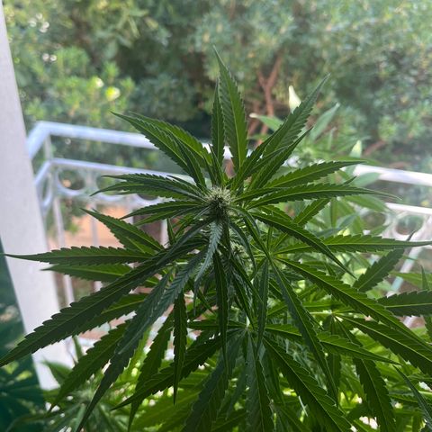 Judy  growlog timeline photo