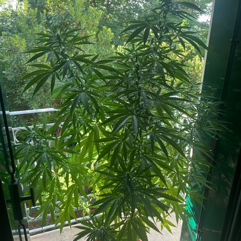 Judy  growlog timeline photo