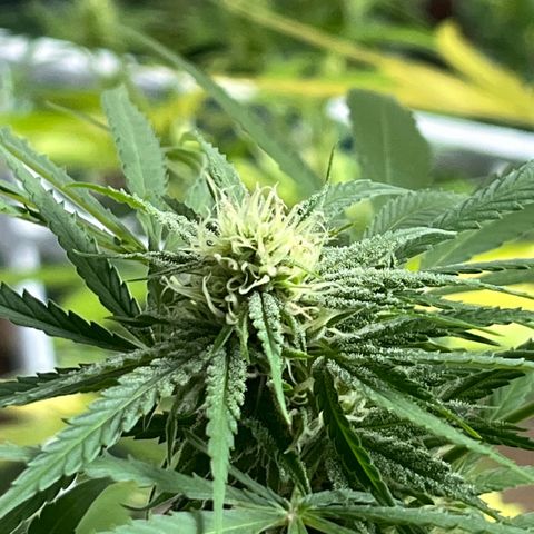 Judy  growlog timeline photo