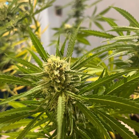 Judy  growlog timeline photo