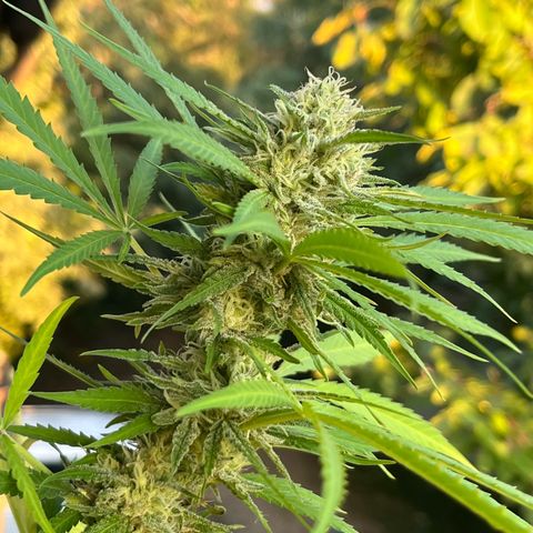 Judy  growlog timeline photo