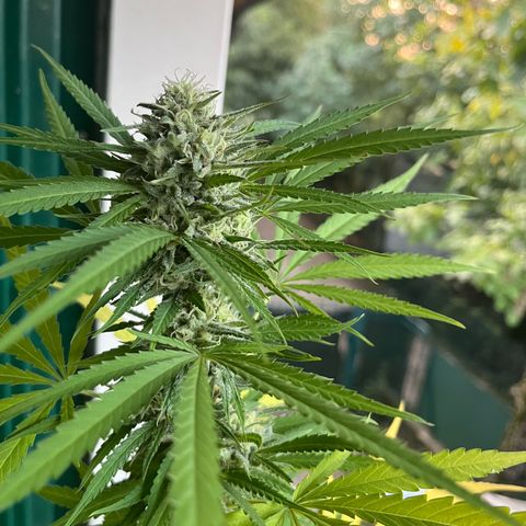 Judy  growlog timeline photo