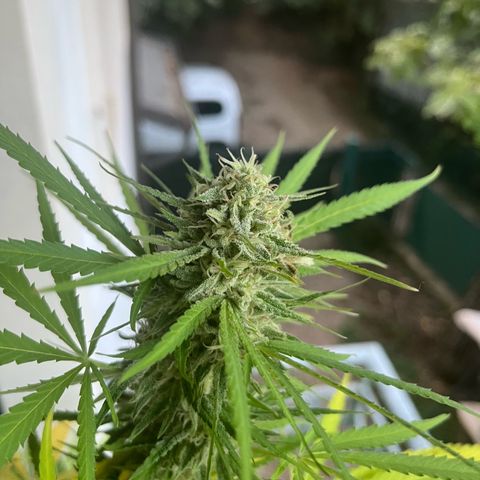 Judy  growlog timeline photo