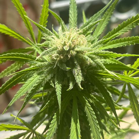 Judy  growlog timeline photo