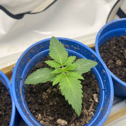 Sunny growlog timeline photo