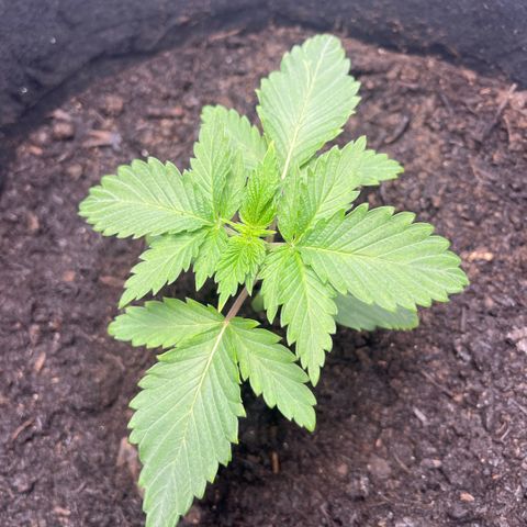Sunny growlog photo: Travasata su terriccio da supermercato in un vaso di tela con circa 15 litri di terreno
