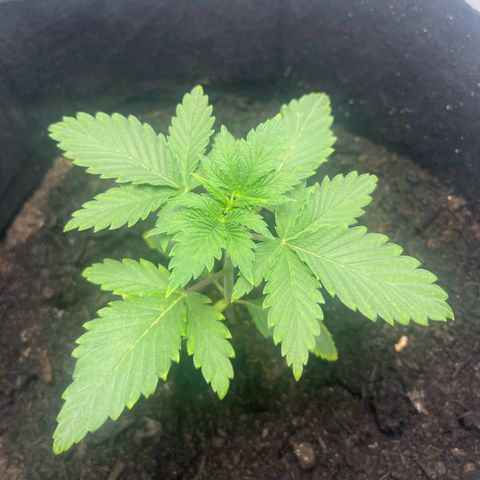 Sunny growlog photo: Punte delle foglie leggerò ingiallimento, probabilmente per travaso o scarsa acqua