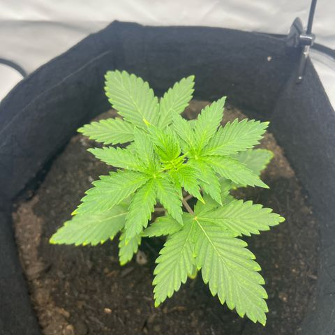 Sunny growlog timeline photo
