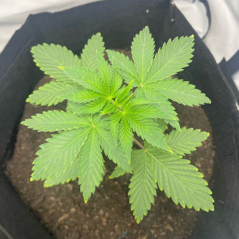Sunny growlog timeline photo
