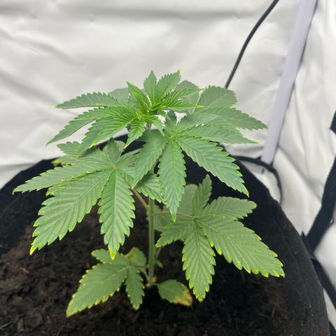 Sunny growlog timeline photo