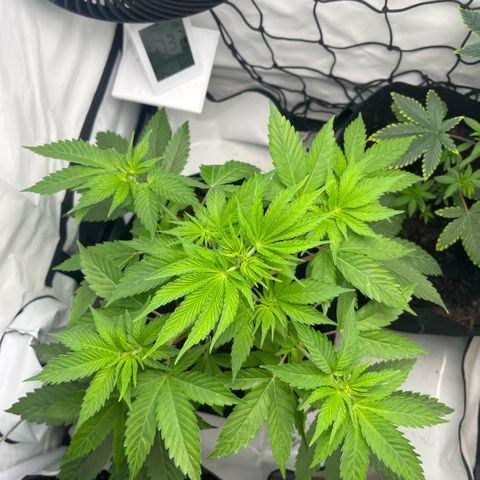 Sunny growlog timeline photo