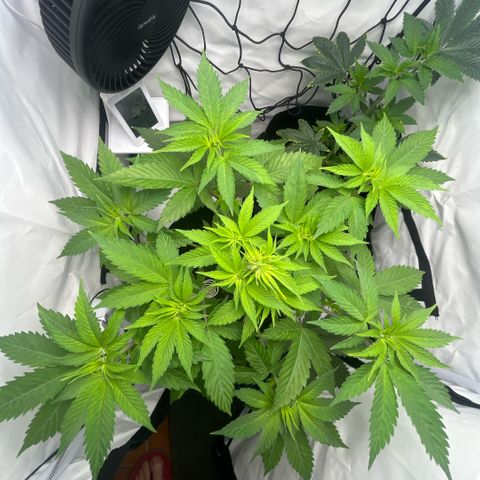 Sunny growlog timeline photo