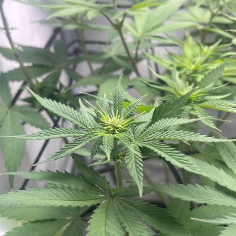 Sunny growlog timeline photo