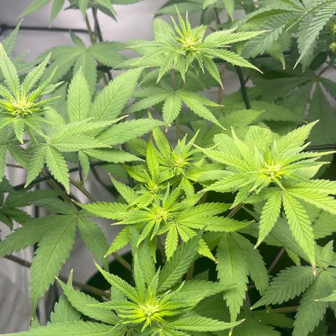 Sunny growlog timeline photo