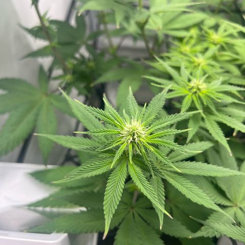 Sunny growlog timeline photo