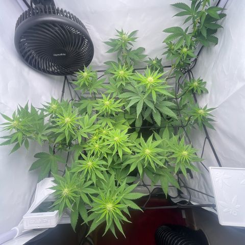 Sunny growlog timeline photo