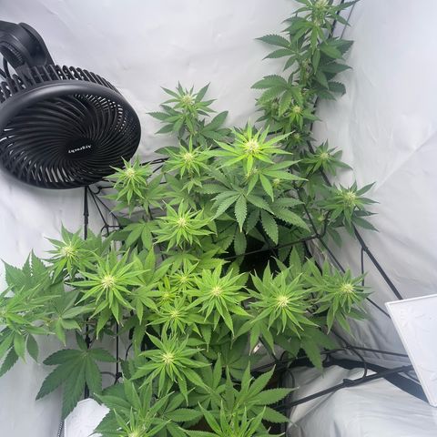 Sunny growlog timeline photo