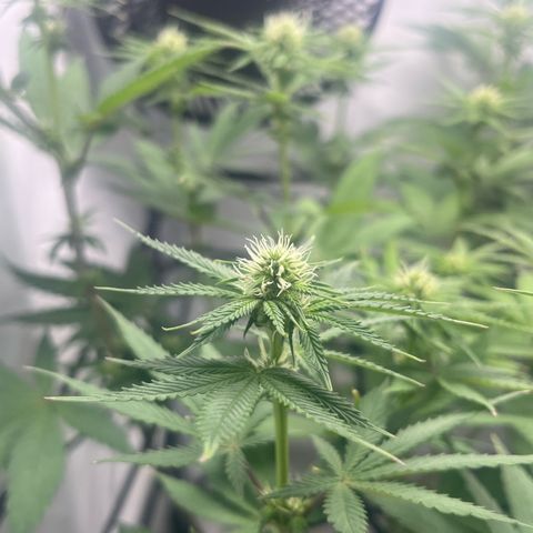 Sunny growlog timeline photo