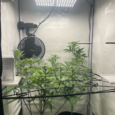 Sunny growlog timeline photo