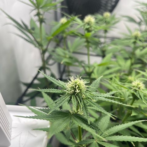 Sunny growlog timeline photo