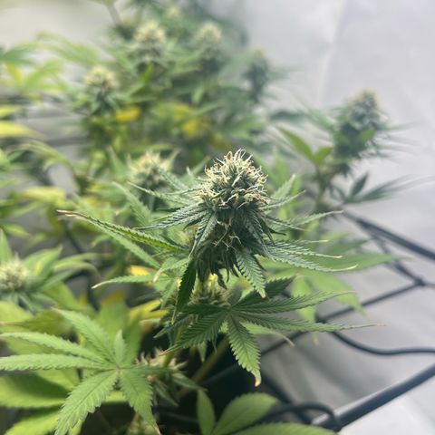Sunny growlog timeline photo