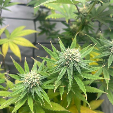 Sunny growlog timeline photo