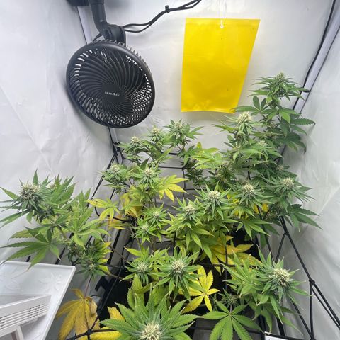 Sunny growlog timeline photo