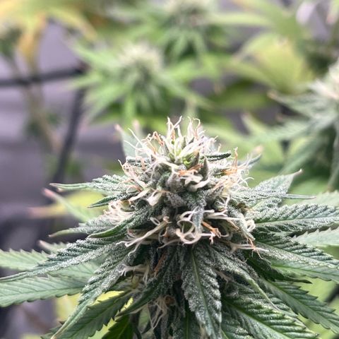 Sunny growlog timeline photo