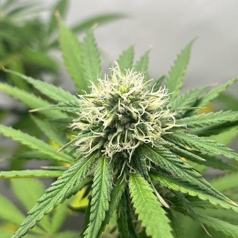 Sunny growlog timeline photo